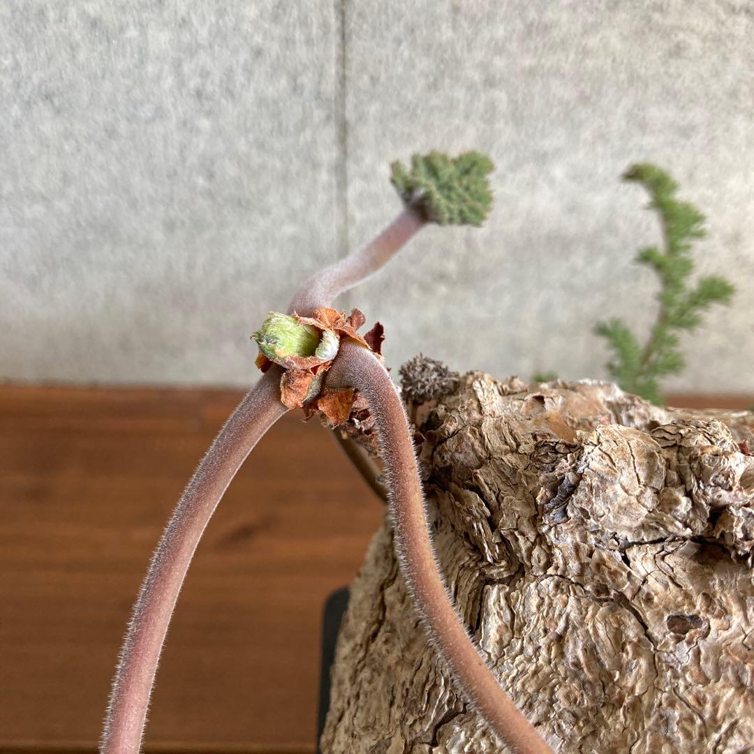 ペラルゴニウム トリステ 現地株 発根済み