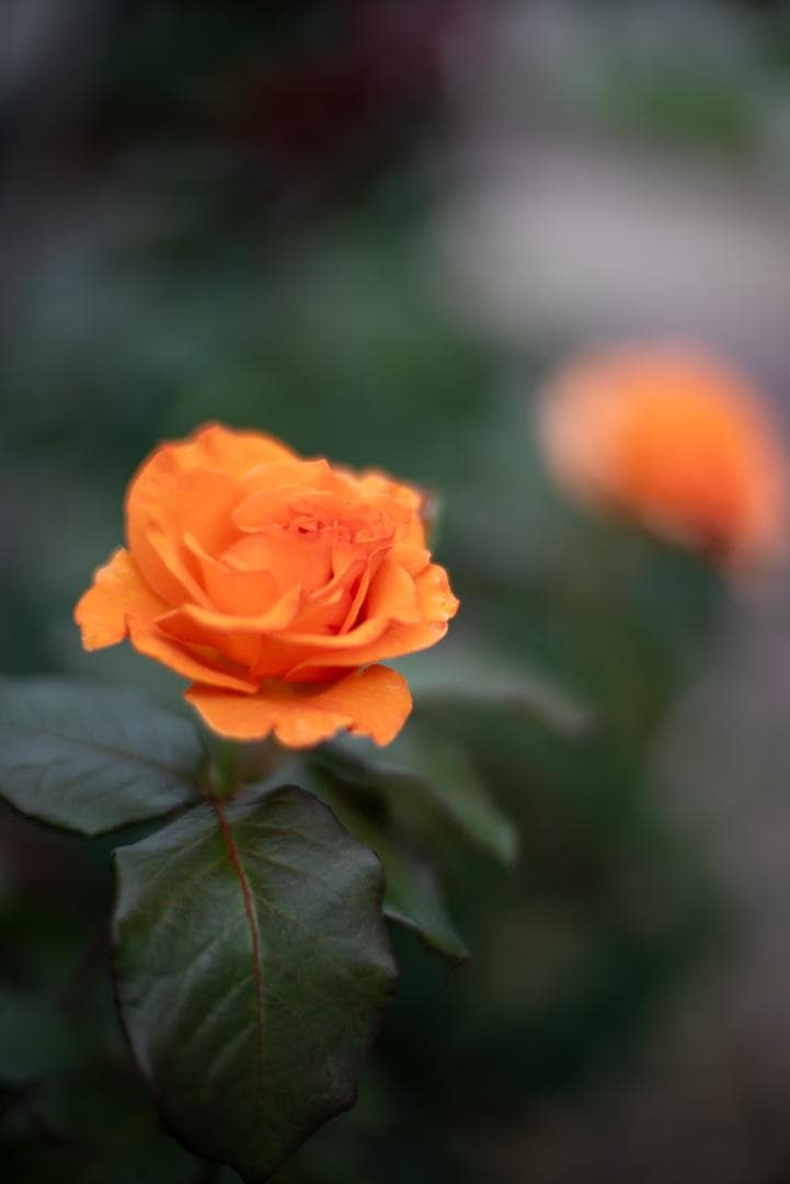 夜と言う名のレンズ Voigtlander NOKTON 50mm F1.1