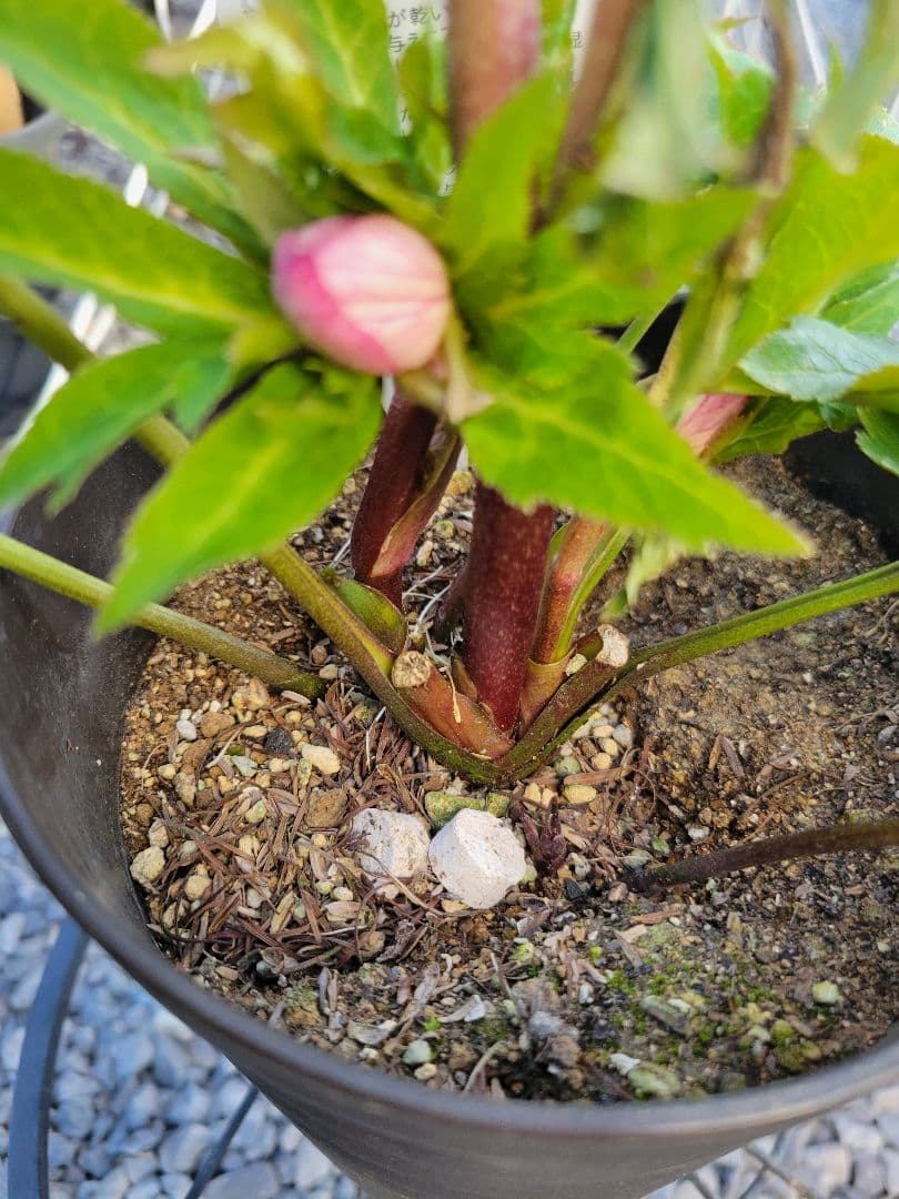 広瀬園芸　ピンクピコティぼかしDD　クリスマスローズ