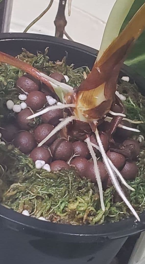 1㎏限定5セットのみ　奇跡の天然鉱石「ぐんぐん玉」観葉植物用です。