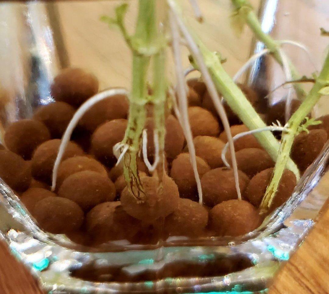 1㎏限定5セットのみ　奇跡の天然鉱石「ぐんぐん玉」観葉植物用です。