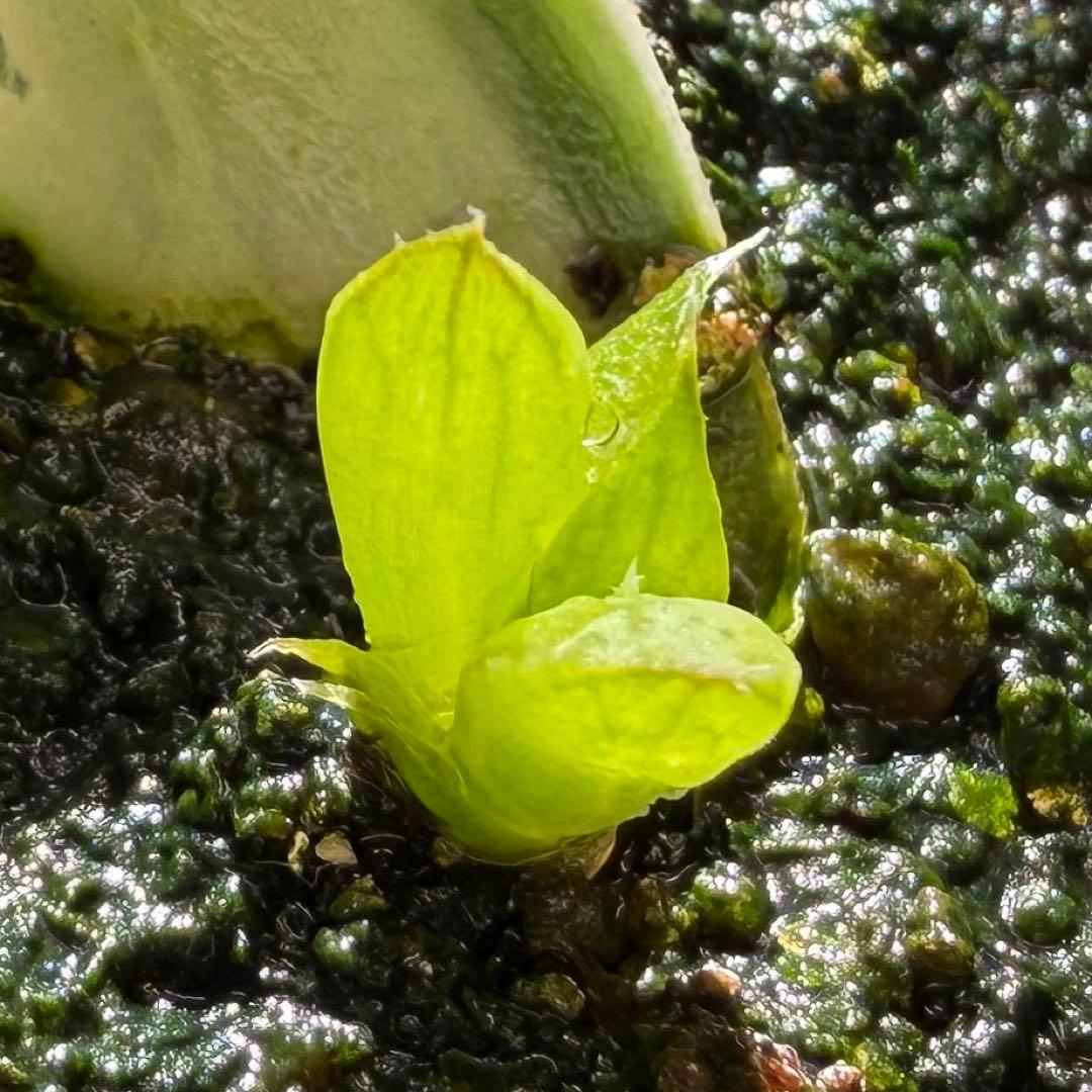 ハオルチア⭐️白蛇伝 葉挿し⭐️ 発根済み、美品、すくすく成長中！