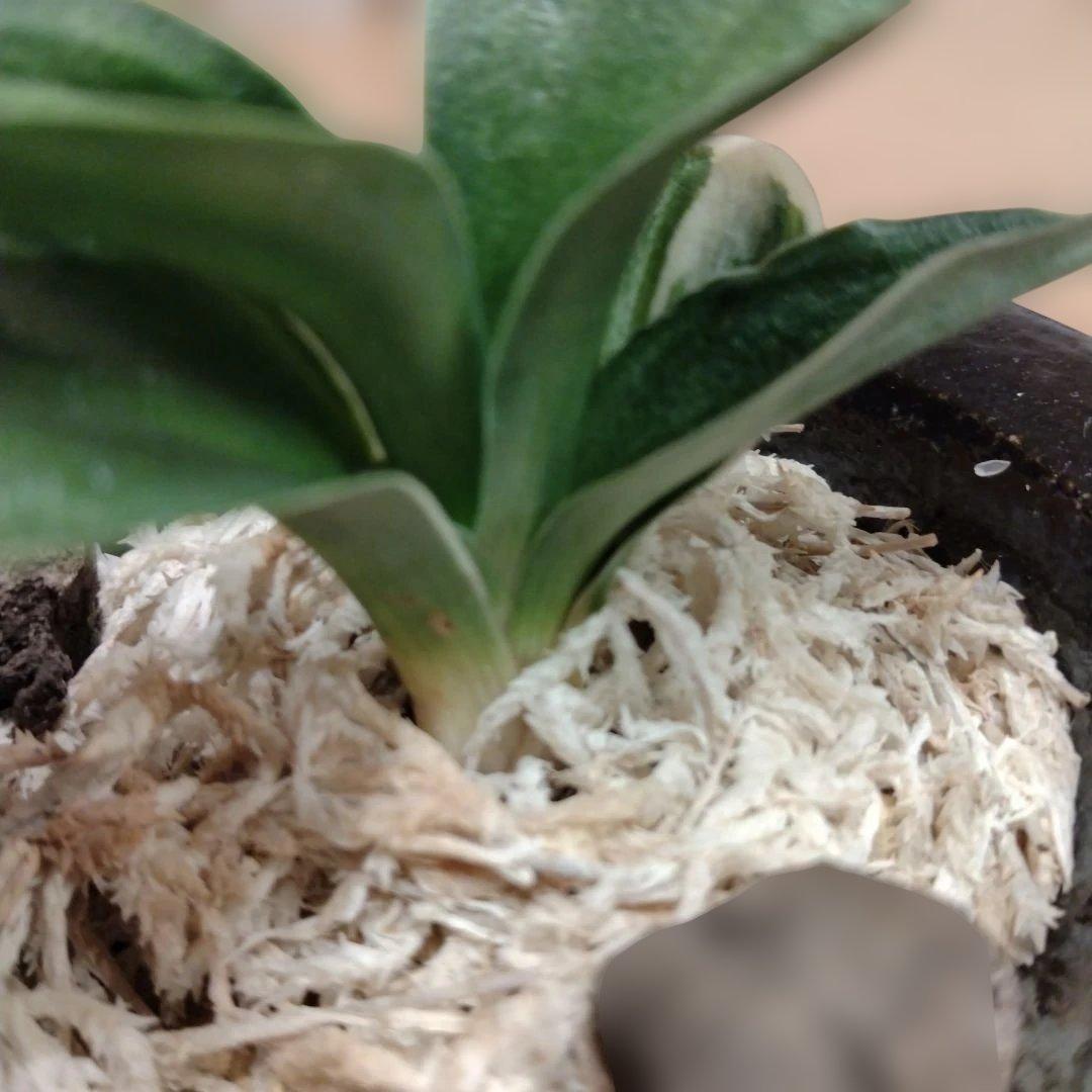 万年青 おもと 力和（りきわ）2才苗 美 優良株 黒楽鉢植え