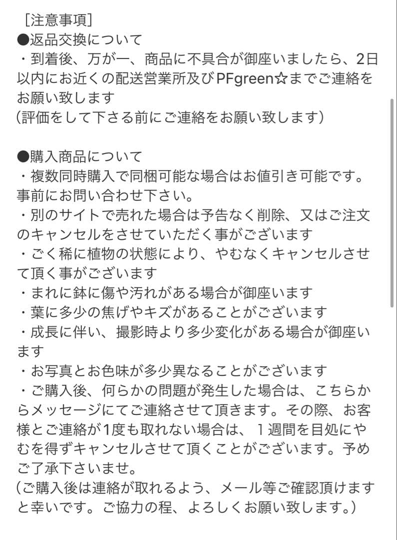 ［現品］※売約済※ 店舗　33番　フィカス　ウンベラータ　8号　観葉植物　室内