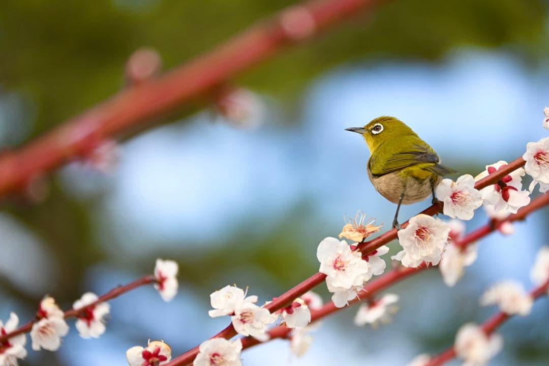 Nikon DX 16-50mm & 50-250mm ズームレンズセット