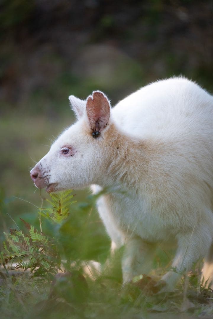 Nikon DX 16-50mm & 50-250mm ズームレンズセット