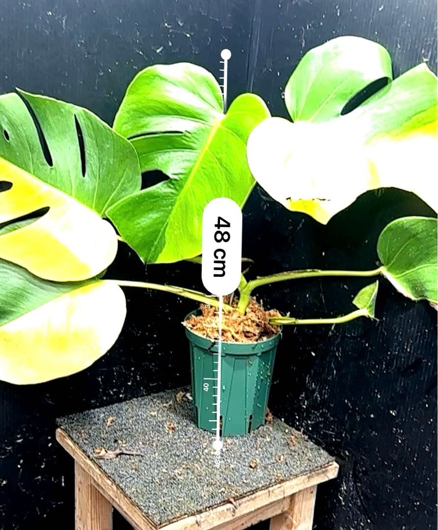 F*7様 斑入りモンステラボルシギアナオーレアハーフムーン黄斑4号鉢植え48cm