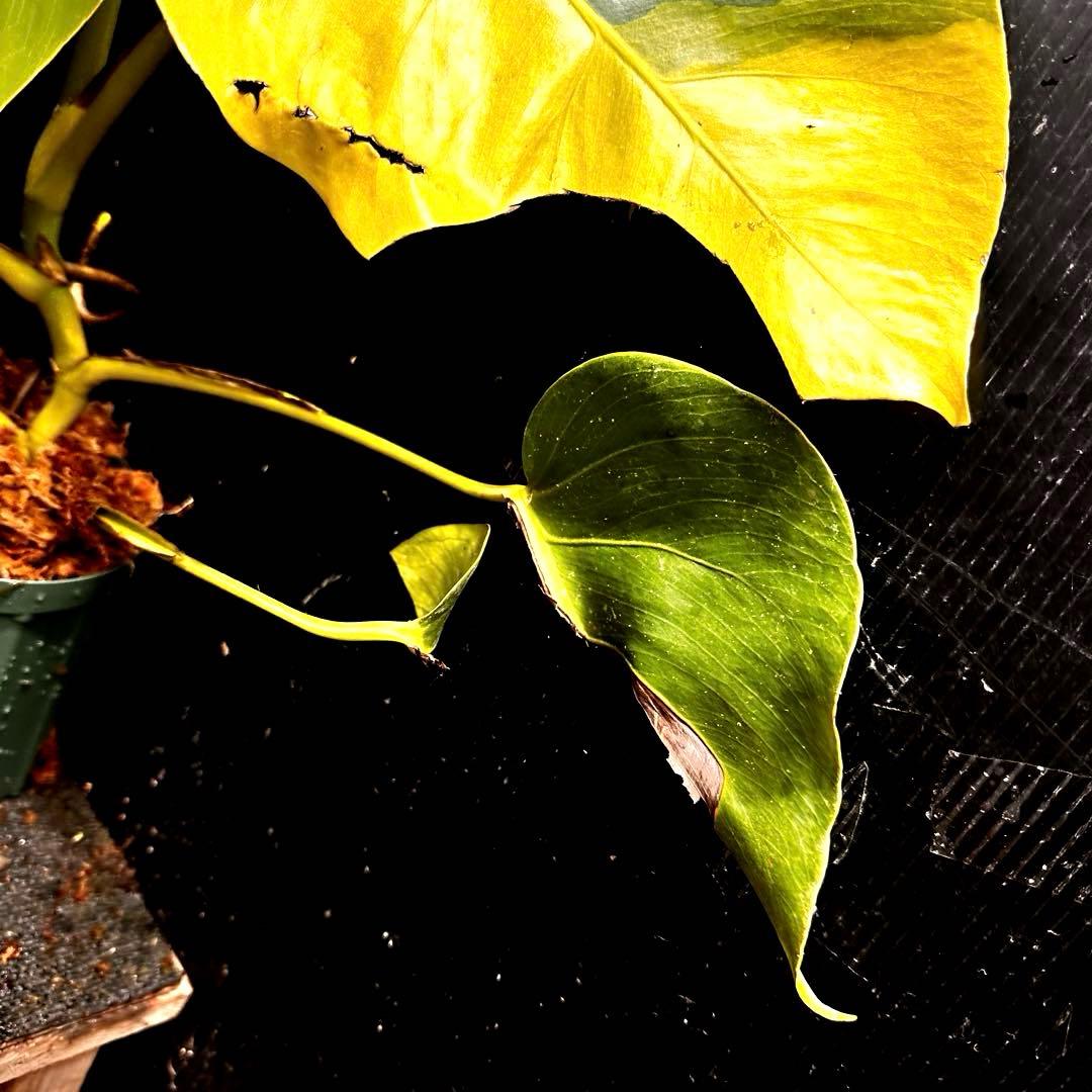 F*7様 斑入りモンステラボルシギアナオーレアハーフムーン黄斑4号鉢植え48cm