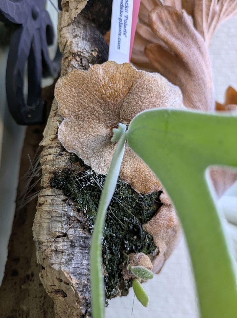 ビカクシダ☆Polaris☆ポラリス☆vp☆子株