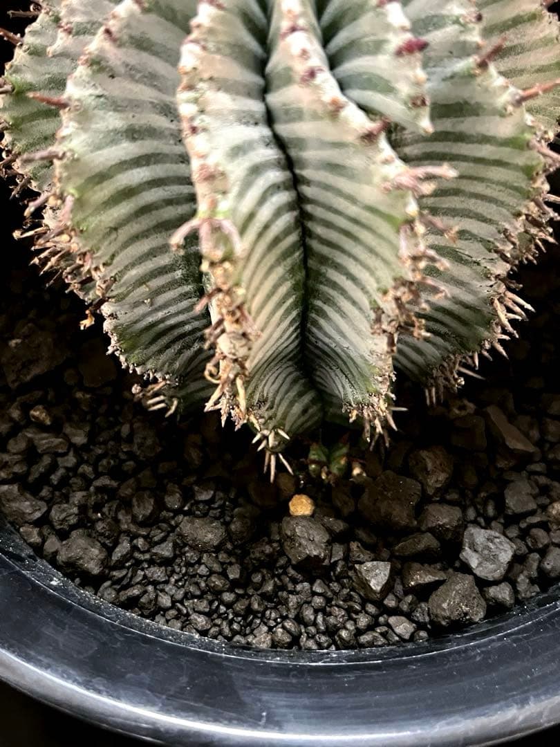 麺*類様 ユーフォルビアホリダ White zebra S胴太 親株 子株付き