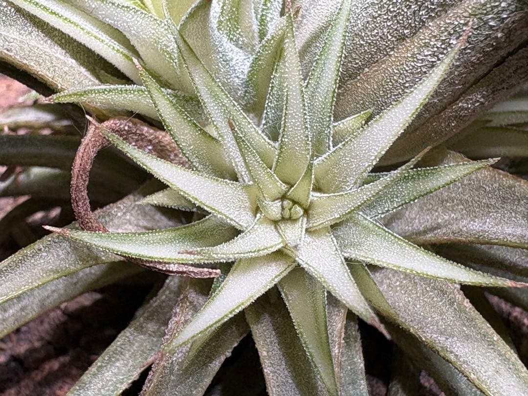 ティランジア イオナンタ メディオピクタ / チランジア エアプランツ 超レア