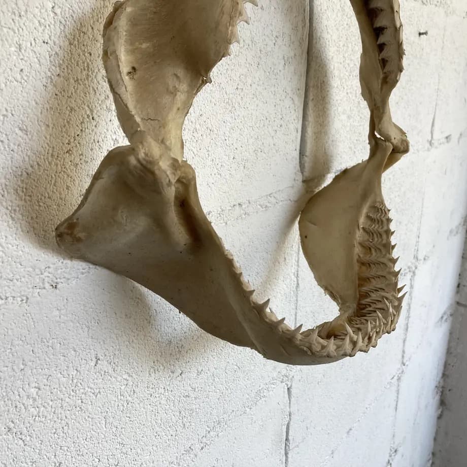 と*ろ様 サメ　歯　オブジェ　標本