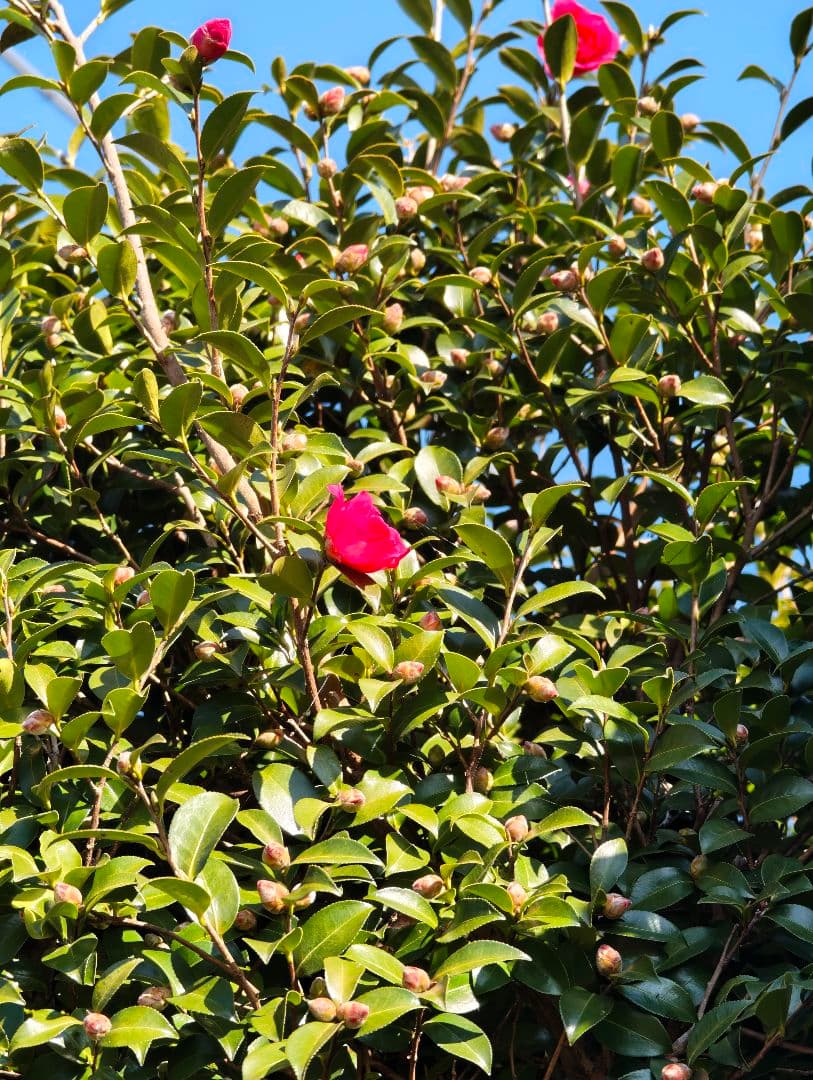 スマートフォン本体 Xiaomi 15 Ultra 1TB Legend Edition LEICA