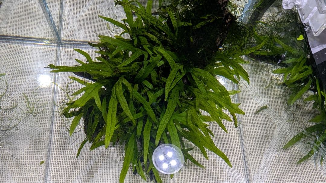 ミクロソリウムトライデントリーフ60葉以上が自然活着した2本組のブランチ流木