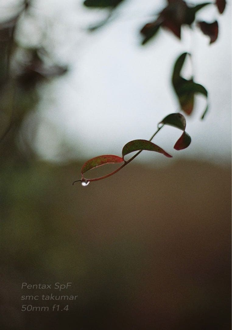 ★初期保証★PENTAX SPF/smc f1.4★完動品＊美品★作例多数