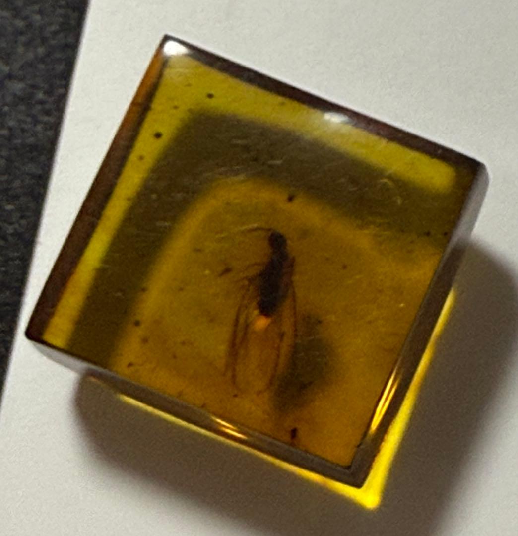 新品未使用 バルティックアンバー 虫入り琥珀 スクエア ルース 2/2