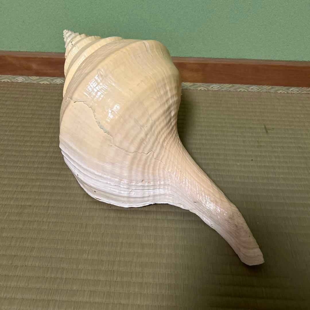 レア貝　最大　法螺貝　アラフラオオニシ貝　貝殻長約５４センチ殻径約７１センチ