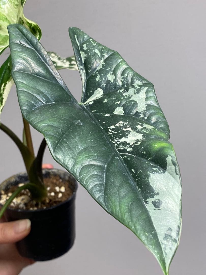 【超希少‼️美株✨】アロカシア　シンポ　アルボ　斑入り　白斑　レア　人気メルカリ便