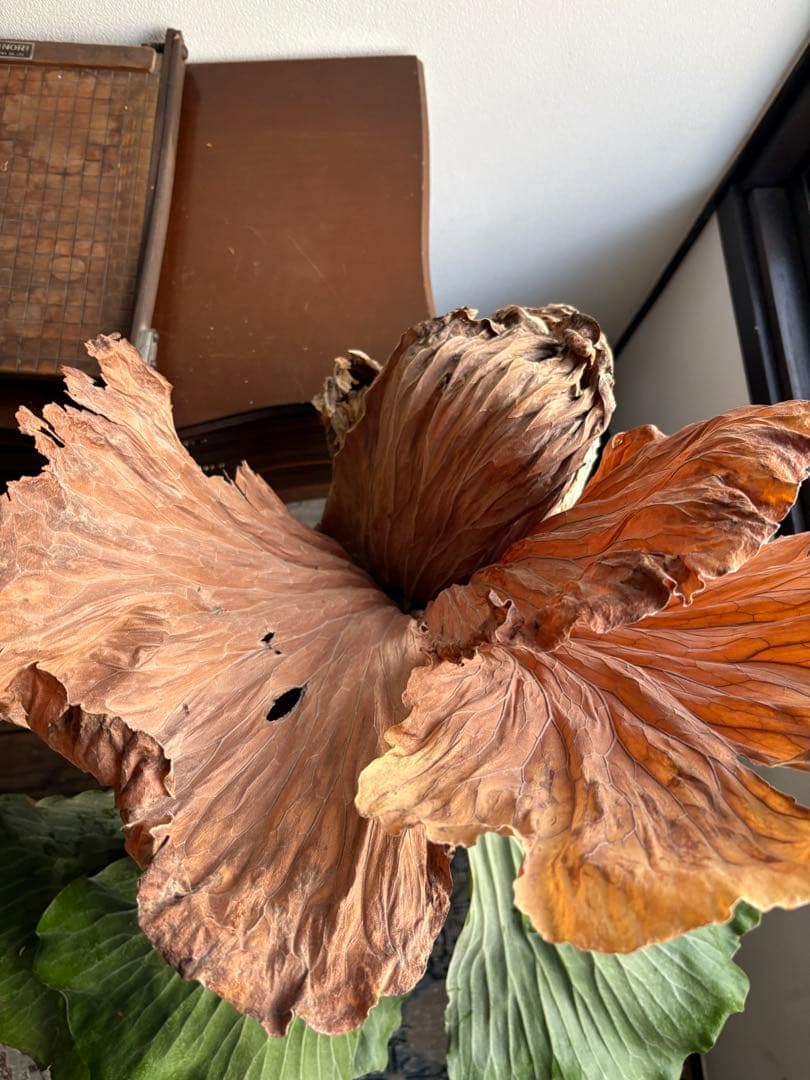 プラティセリウム エレファンティス ビカクシダ 6号鉢