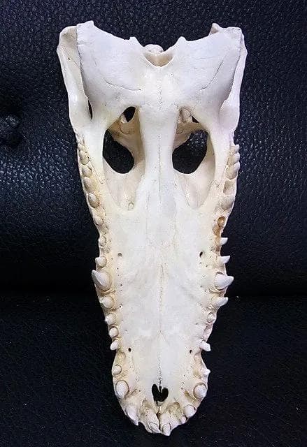 貴重！★迫力サイス！45ｃｍ ナイルワニ （Nile crocodile） 頭骨