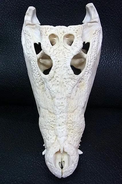 貴重！★迫力サイス！45ｃｍ ナイルワニ （Nile crocodile） 頭骨
