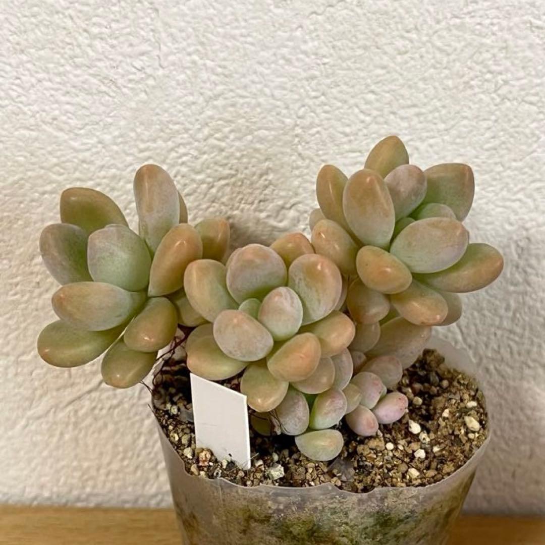 多肉植物　洛神　VERVEさん