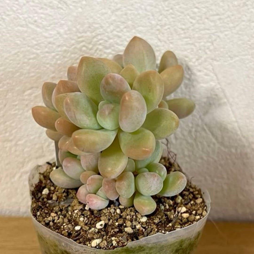 多肉植物　洛神　VERVEさん