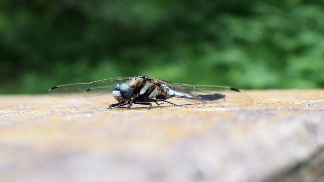 Olympus PEN lite e-pl5ミラーレス一眼カメラ M.Zuiko