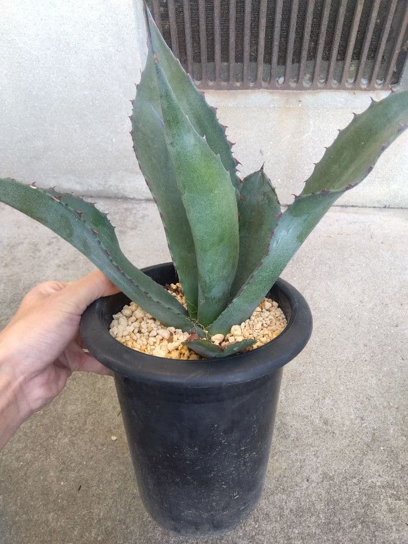 アガベ　アトロビレンス　ミラビリス　カキコ　3株セット❗　き