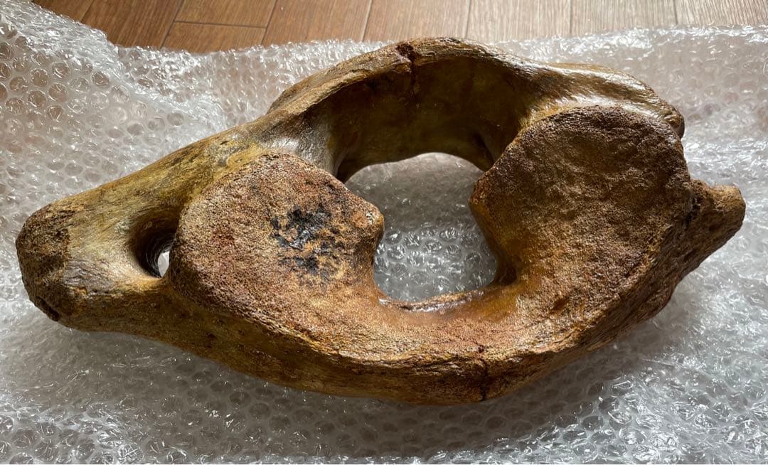 【期間限定セール】マンモスの環椎　化石　特大