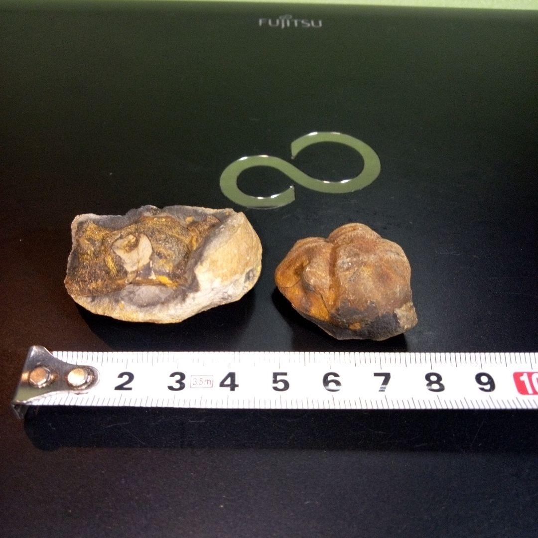 三葉虫　化石　fossil　ボリビア産　レア　Fossil判別⑩　２個セット