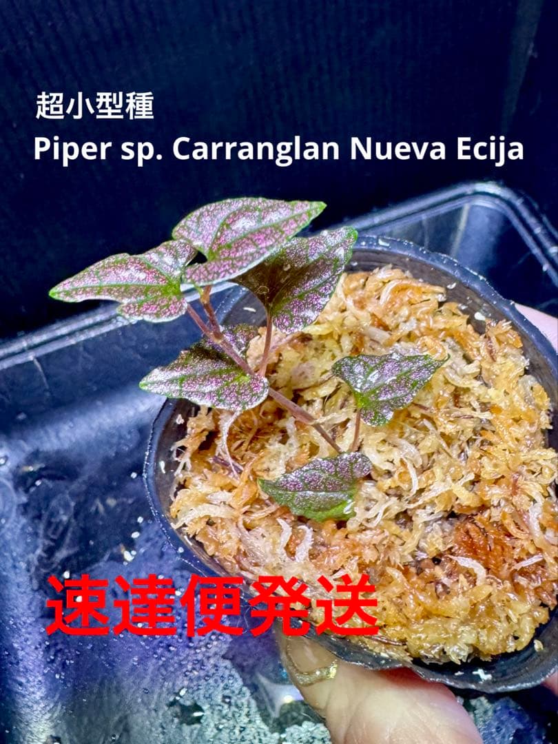 Sugi様 リクエスト 4点 まとめ商品