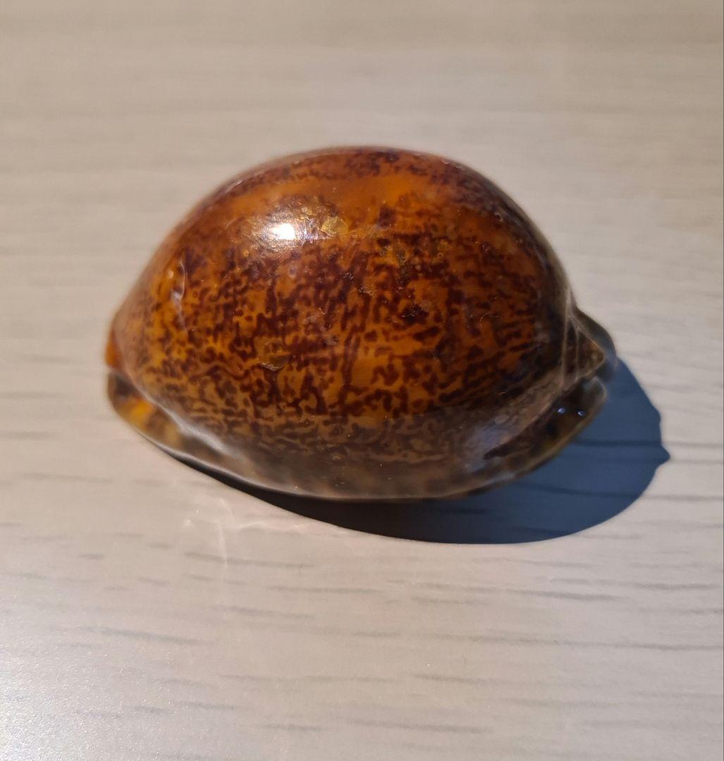 タカラガイ 貝殻 Histrio Rusty