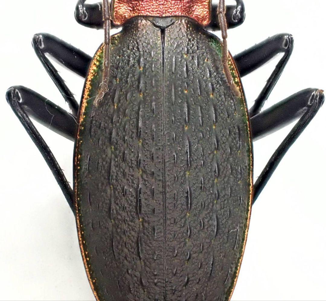 カブリモドキ　飼育交雑個体③