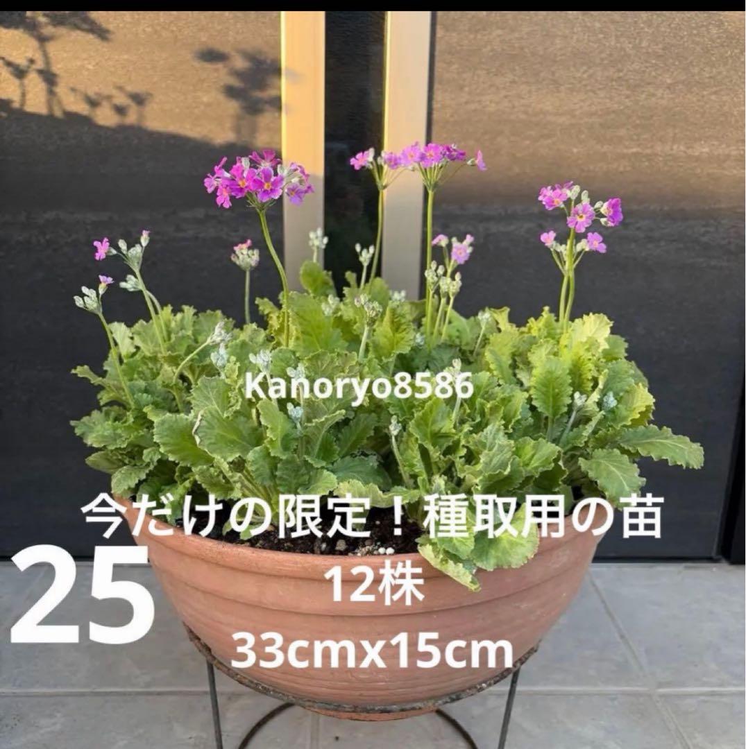 いちご　25番