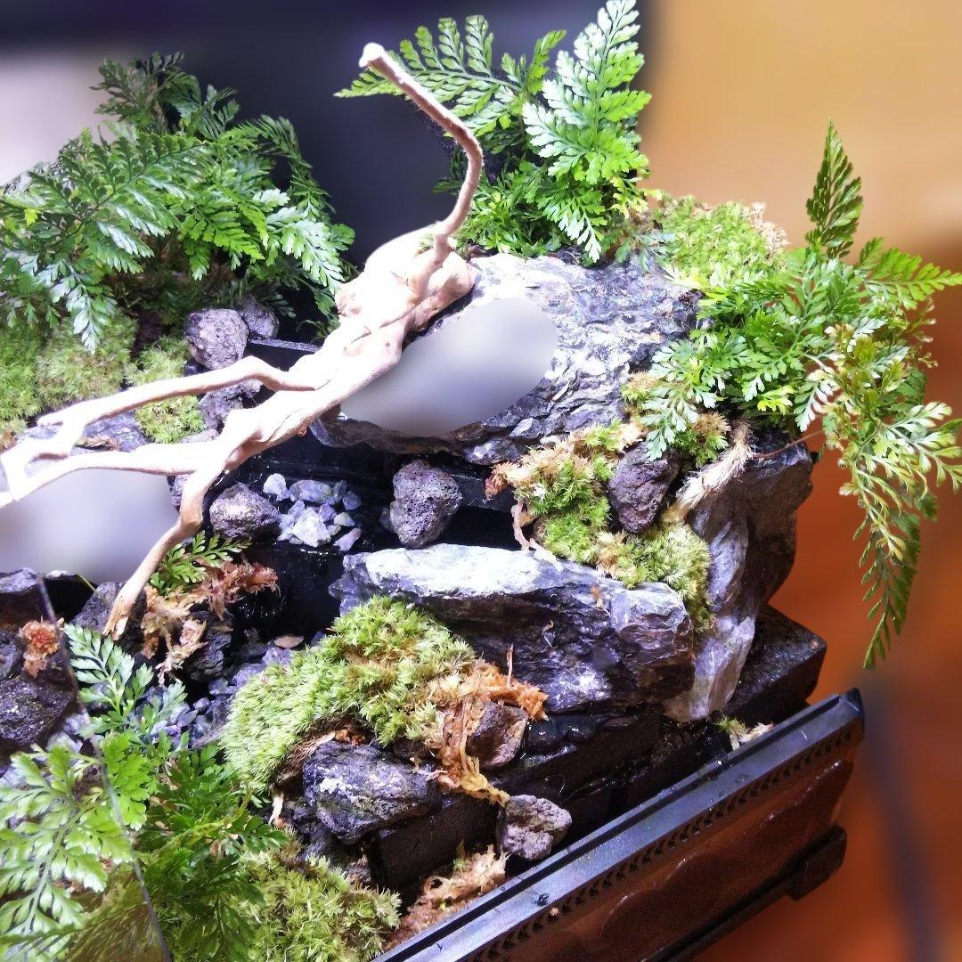 【受注生産】滝のあるアクアテラリウム　イモリウム　苔テラリウム　アクアテラリウム