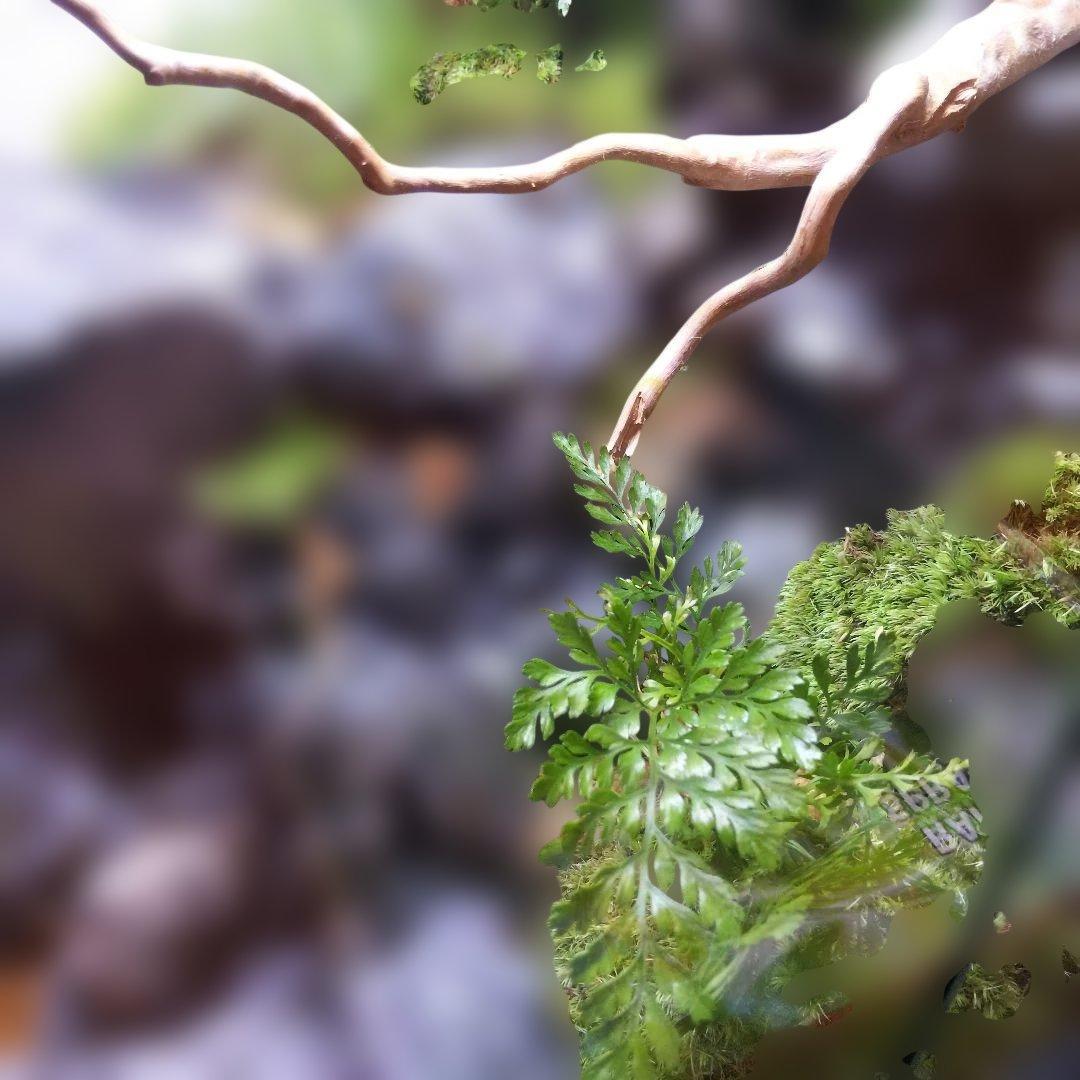 【受注生産】滝のあるアクアテラリウム　イモリウム　苔テラリウム　アクアテラリウム