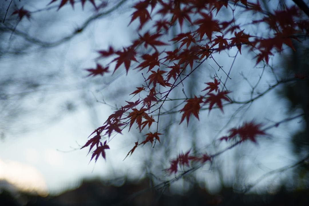 新品同様！Zeiss C Sonnar 50mm F1.5 ZM ライカM