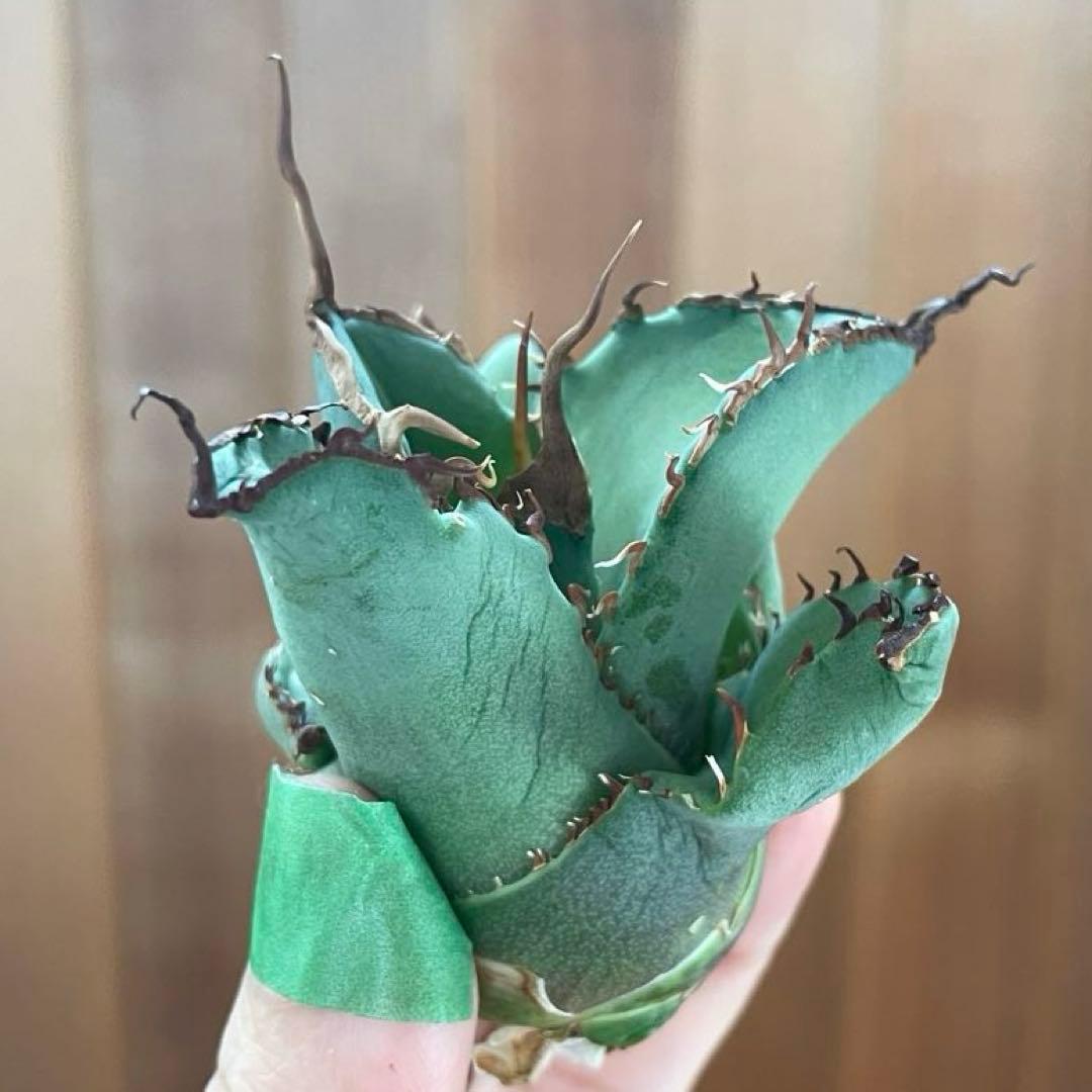 【REZA産】イラン株　選抜　アガベ　TARANTULA 特大