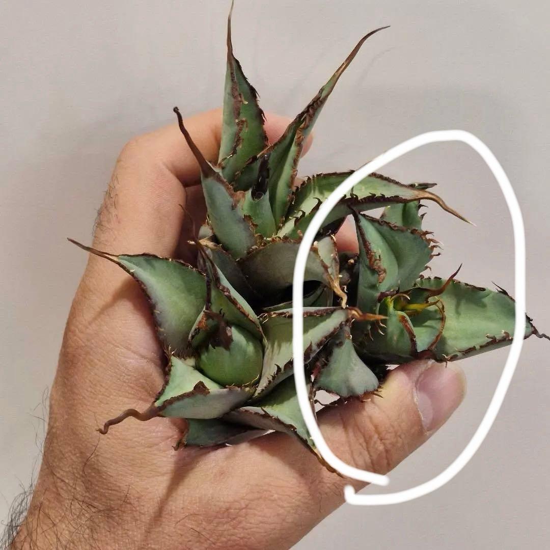【REZA産】イラン株　選抜　アガベ　TARANTULA 特大