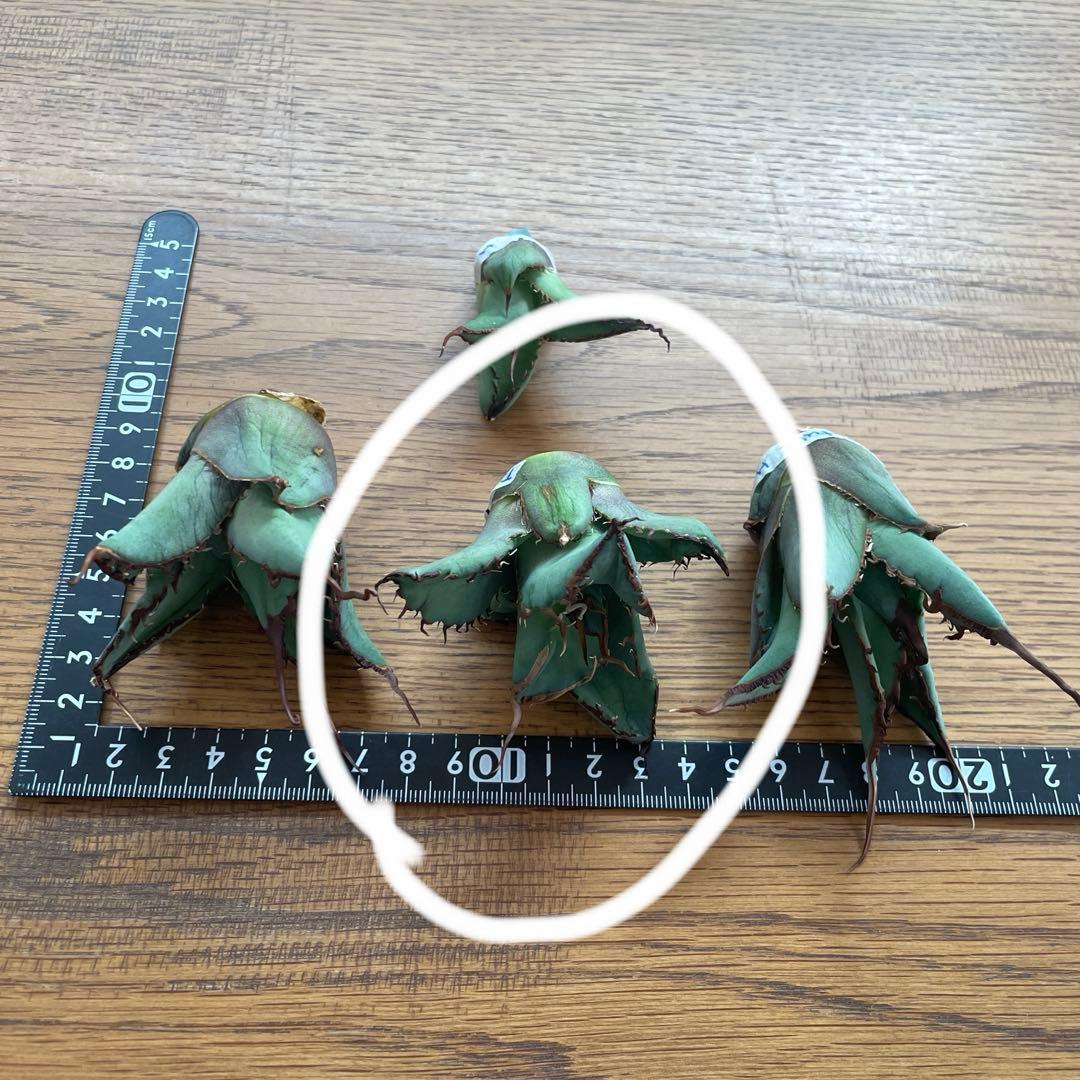 【REZA産】イラン株　選抜　アガベ　TARANTULA 特大