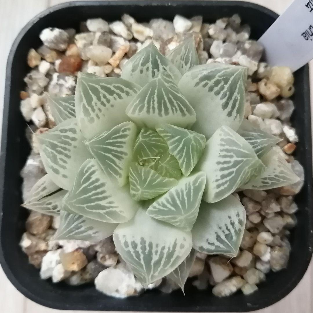 ハオルチア 白蛇伝（中苗　極上斑　小株２つ付き）