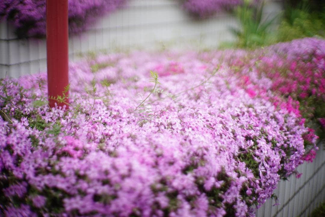 フィルムカメラ Canon MODEL 7 / CANON LENS 50mm F1.2 L39