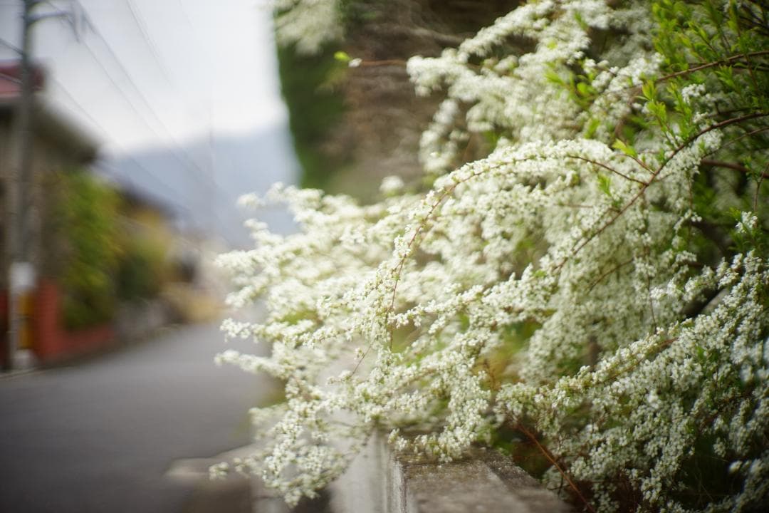 フィルムカメラ Canon MODEL 7 / CANON LENS 50mm F1.2 L39