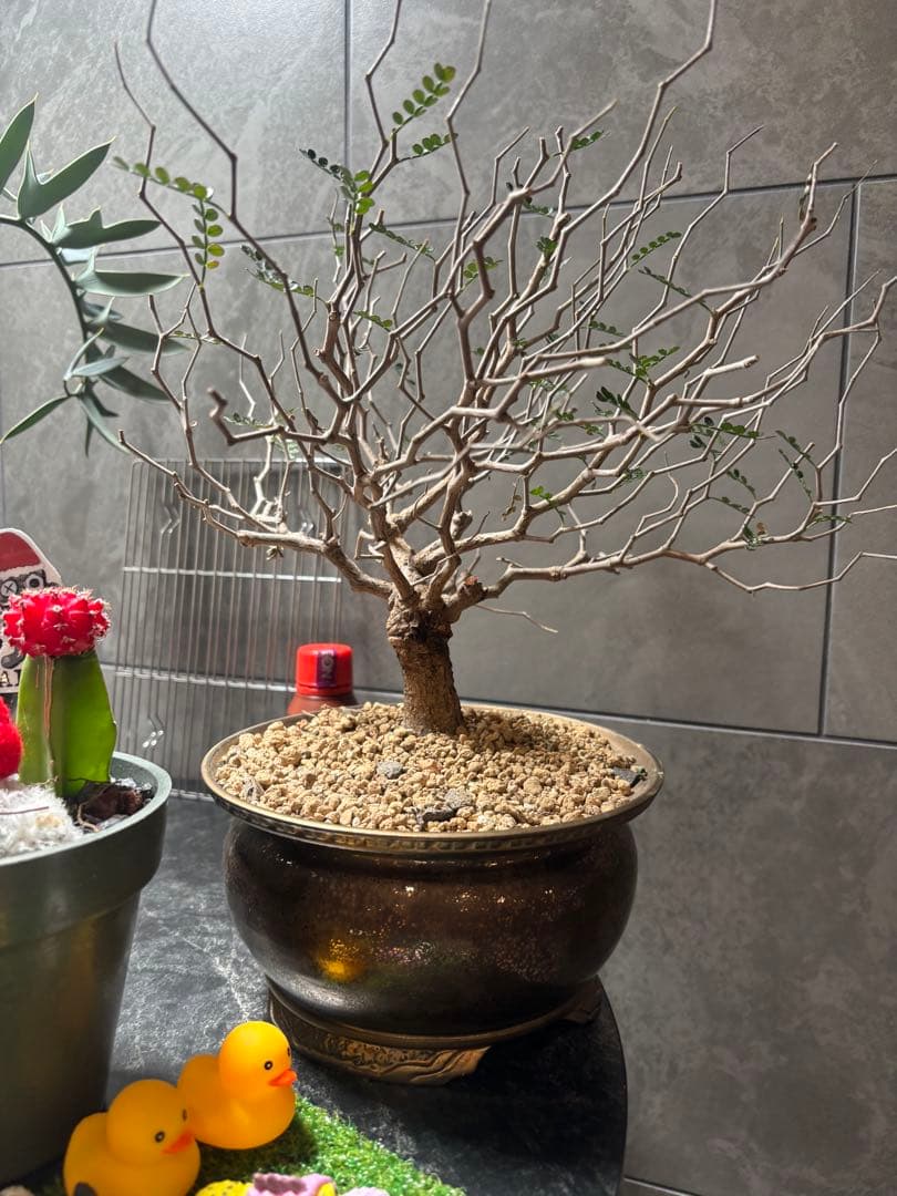 オペルクリカリア パキプス塊根約4センチ