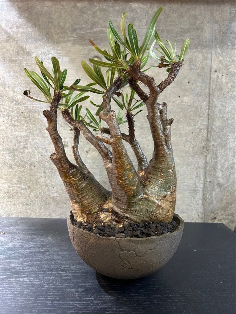 パキポディウムグラキリス　現地球　発根済　グラキリス