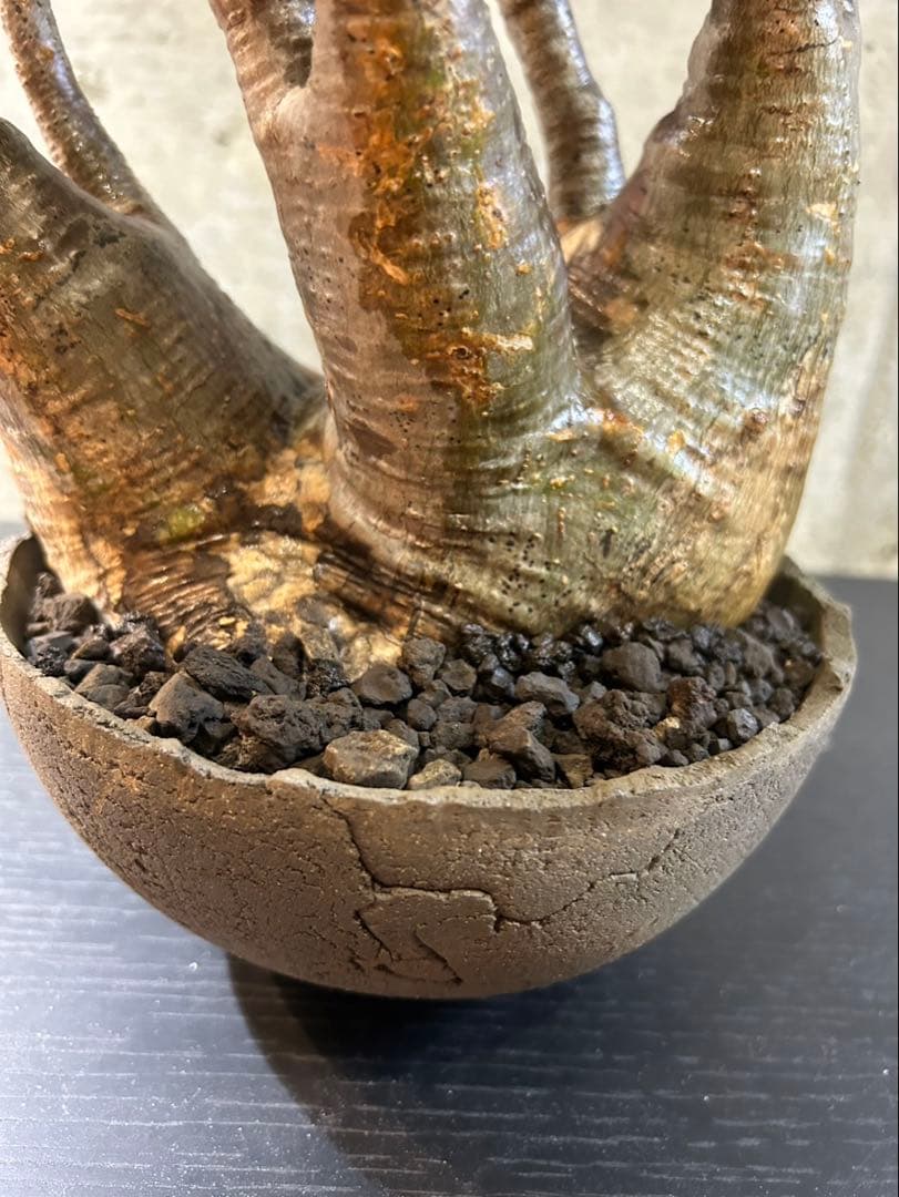 パキポディウムグラキリス　現地球　発根済　グラキリス