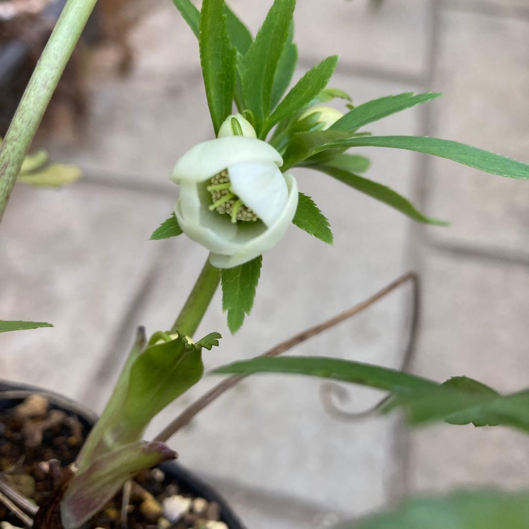 クリスマスローズ　極小輪多花シングル白　株分け前提