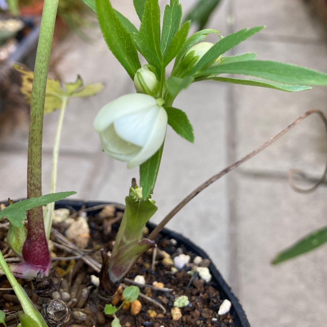 クリスマスローズ　極小輪多花シングル白　株分け前提