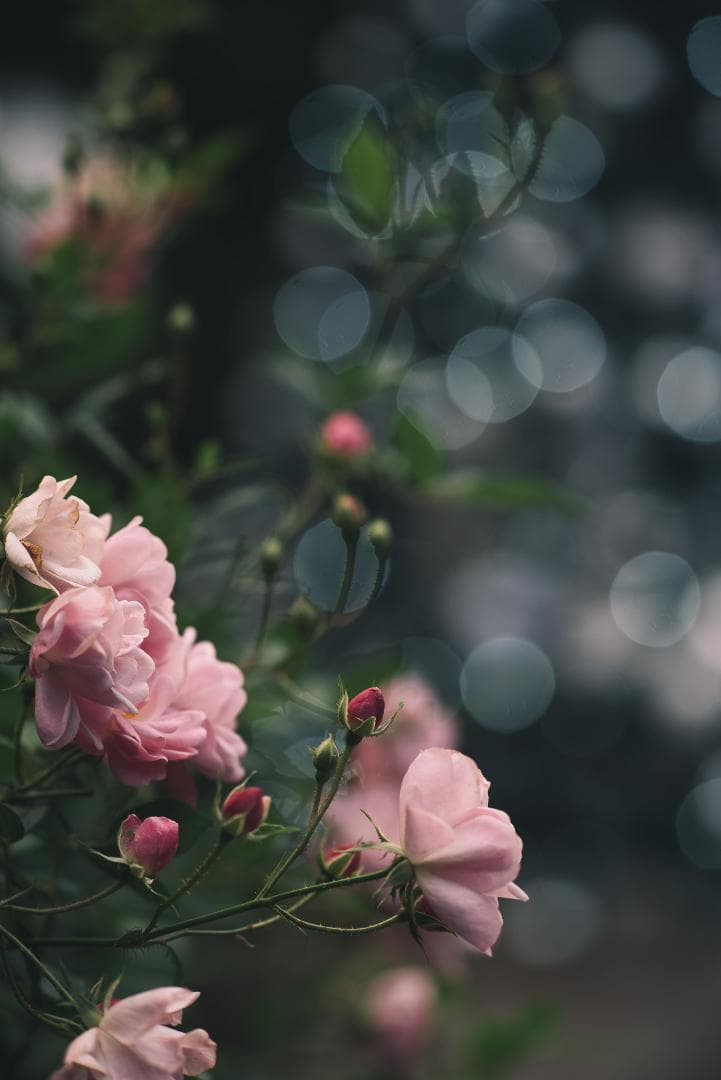 日独融合！鮮やかな中望遠 Leica Elmar-c 90mm F4 Mマウント